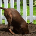 dog digging hole