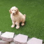 dog-lying-on-synthetic-turf