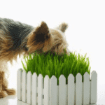 dog-on-fake-grass